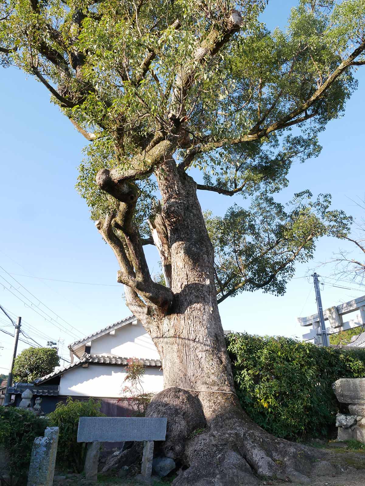 市尾天満神社のクスノキ