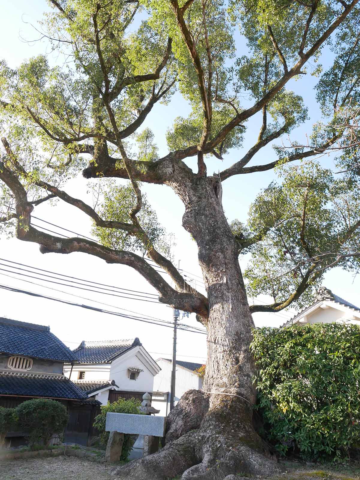 市尾天満神社のクスノキ