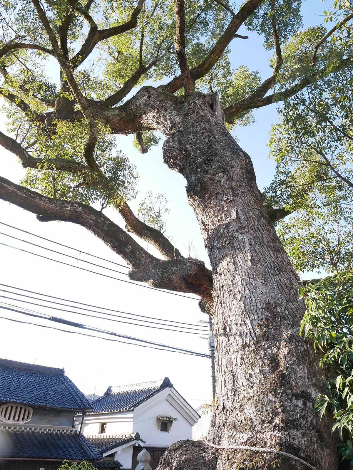 市尾天満神社のクスノキ