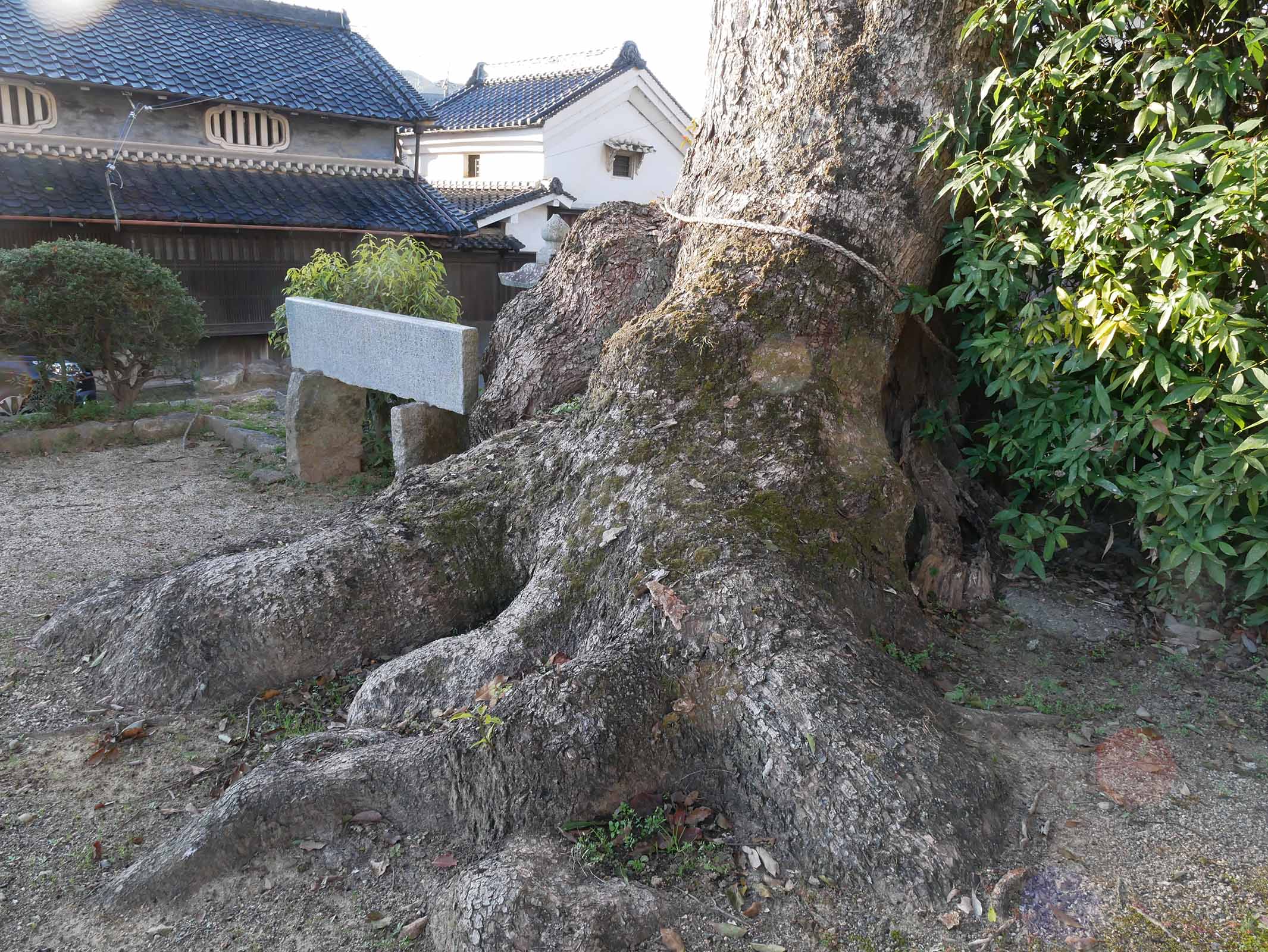 市尾天満神社のクスノキ