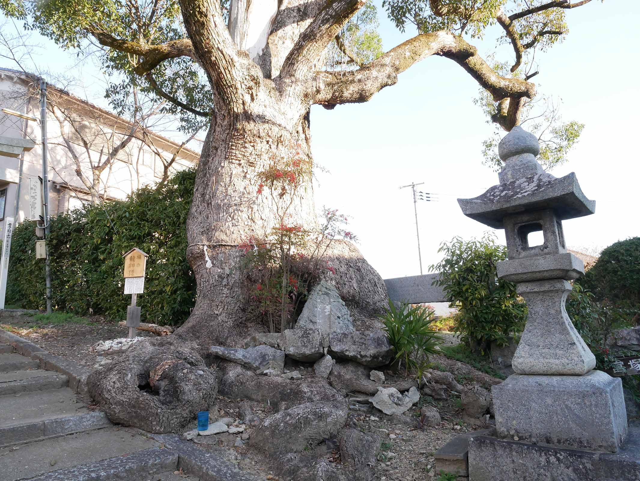 市尾天満神社のクスノキ