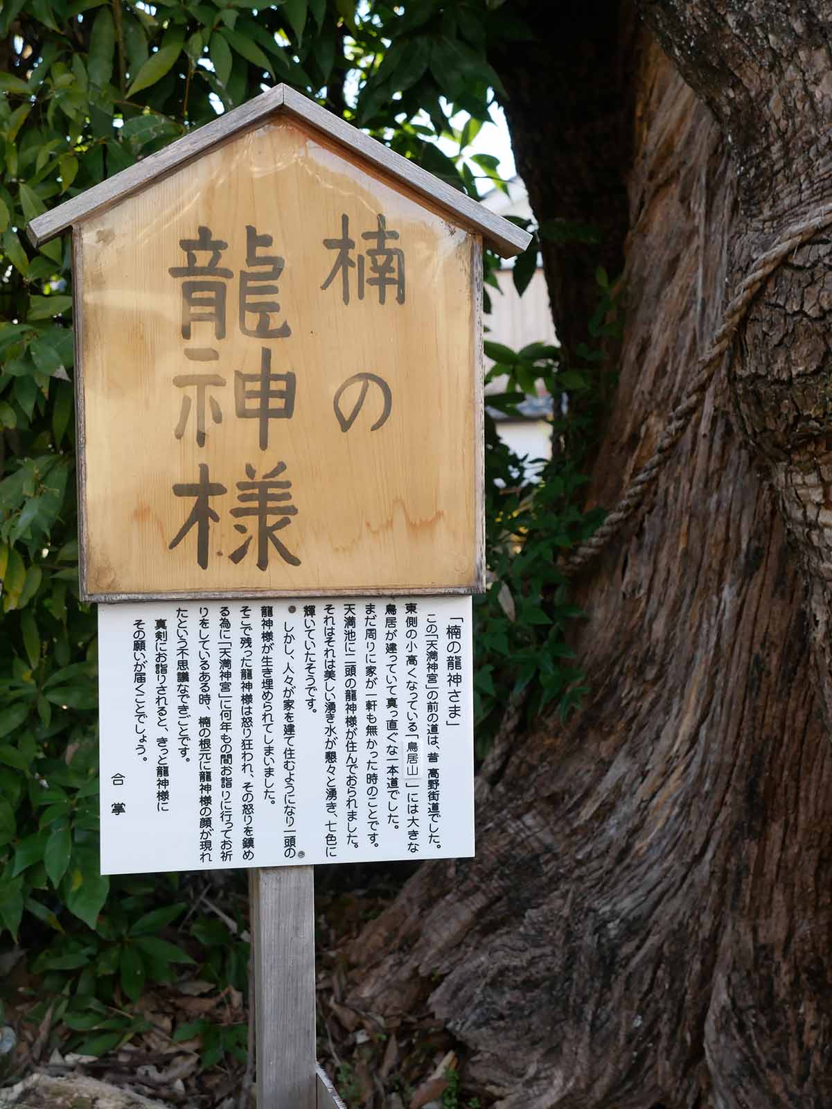 市尾天満神社のクスノキ