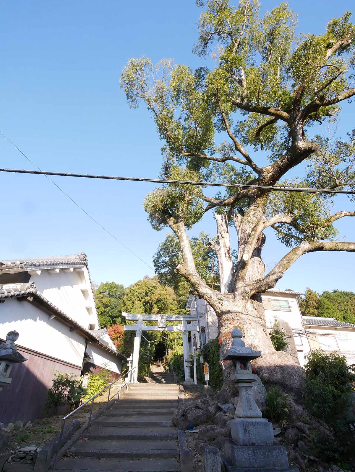 市尾天満神社のクスノキ