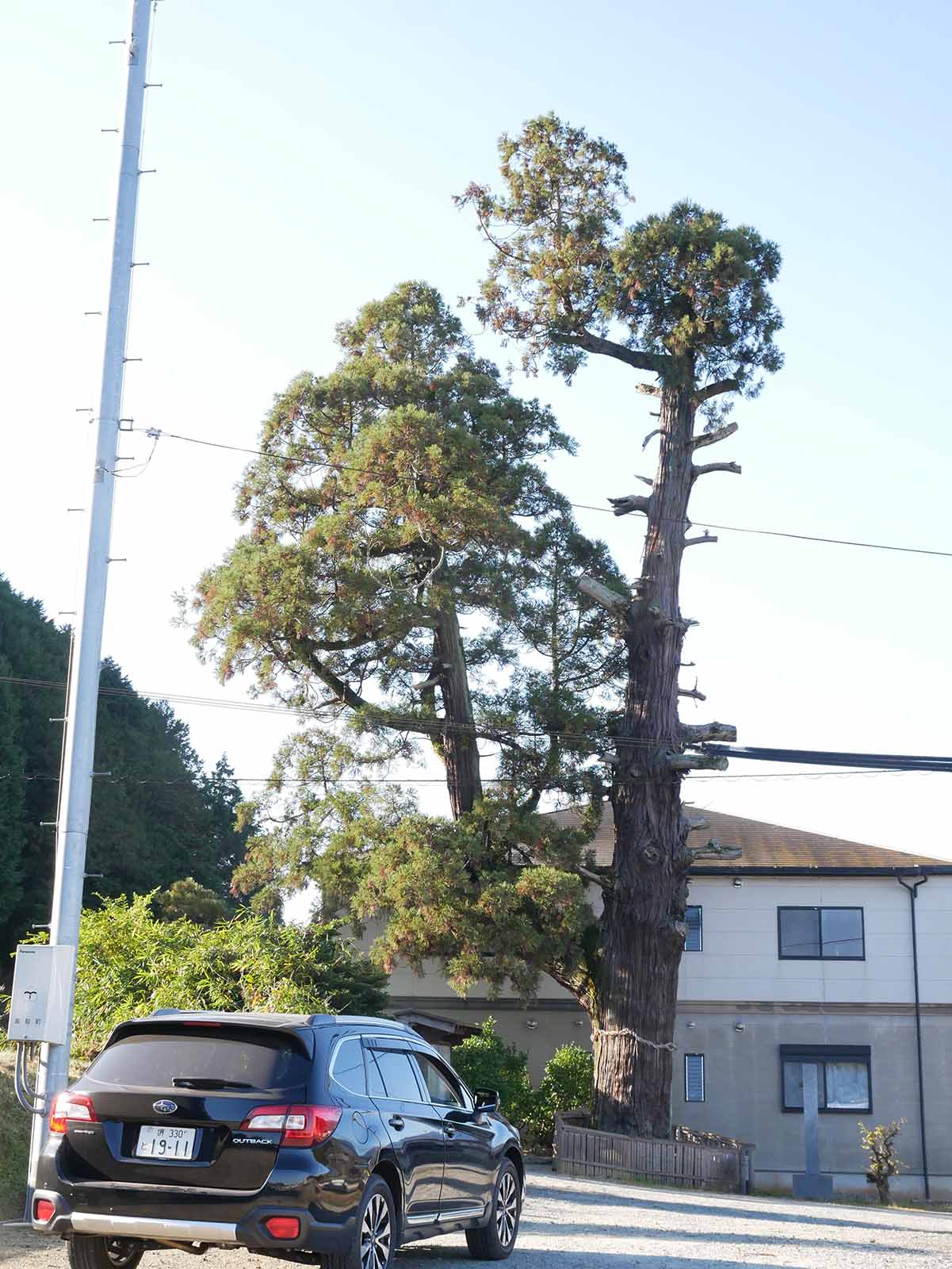 光雲寺の厄除けの杉