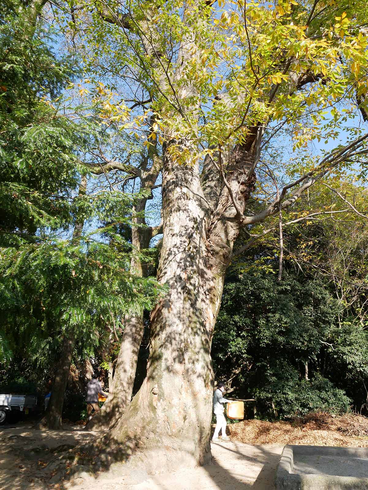 長柄神社のケヤキ