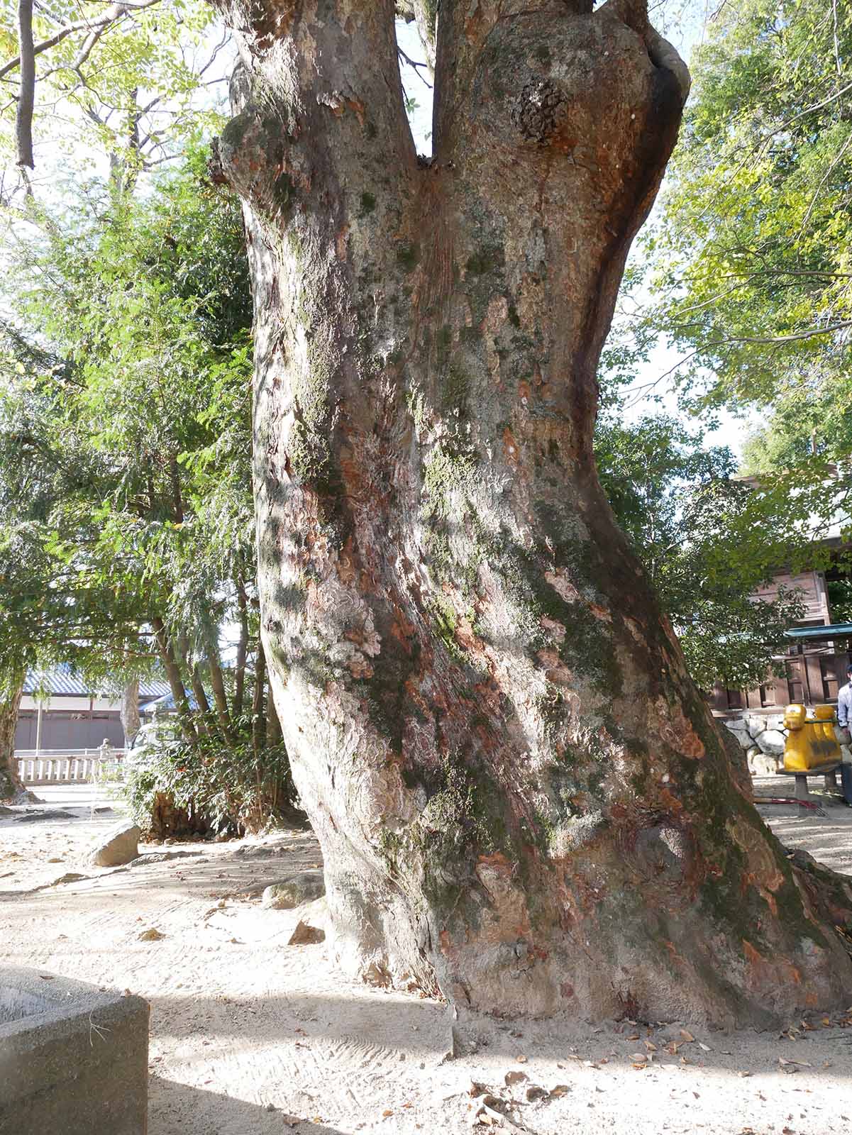 長柄神社のケヤキ