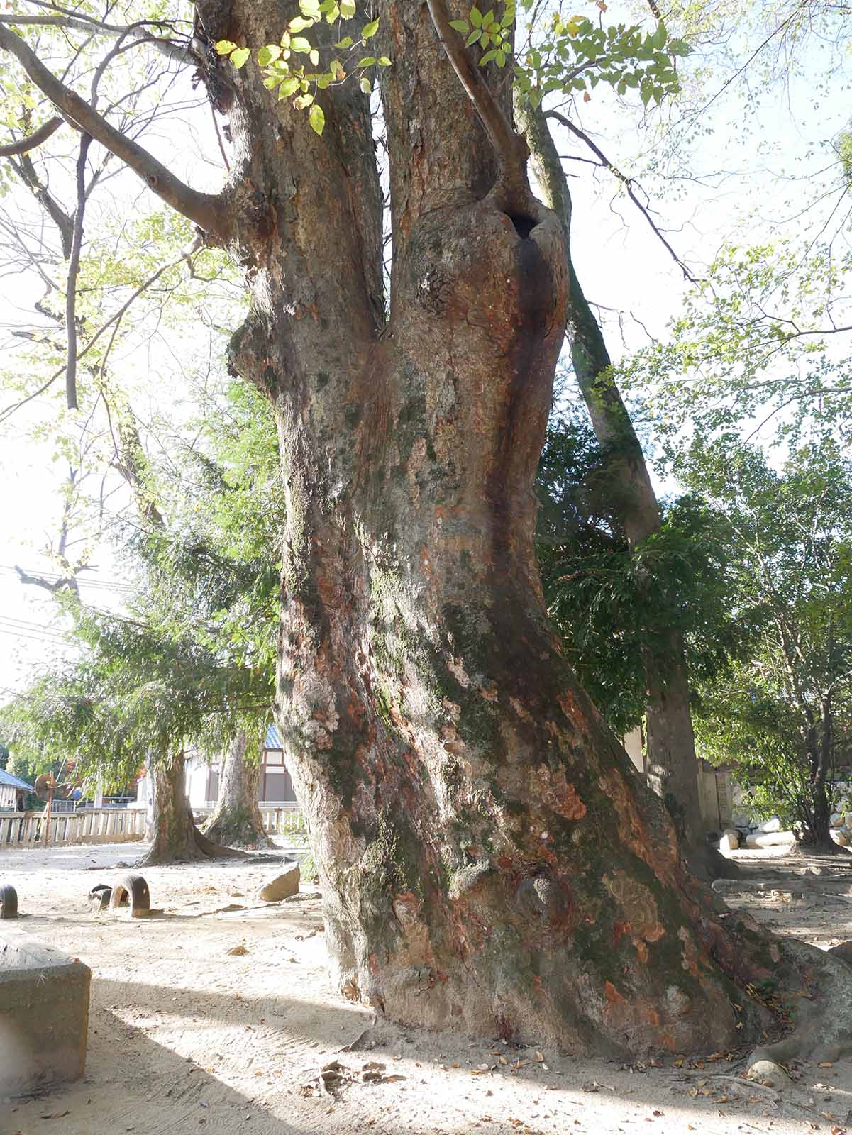 長柄神社のケヤキ