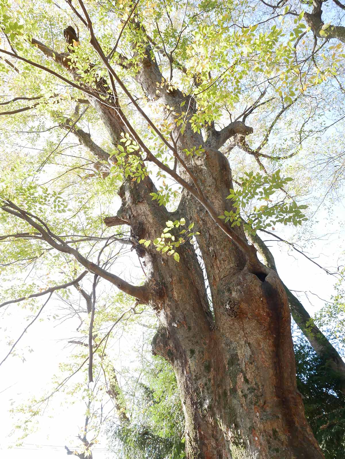 長柄神社のケヤキ