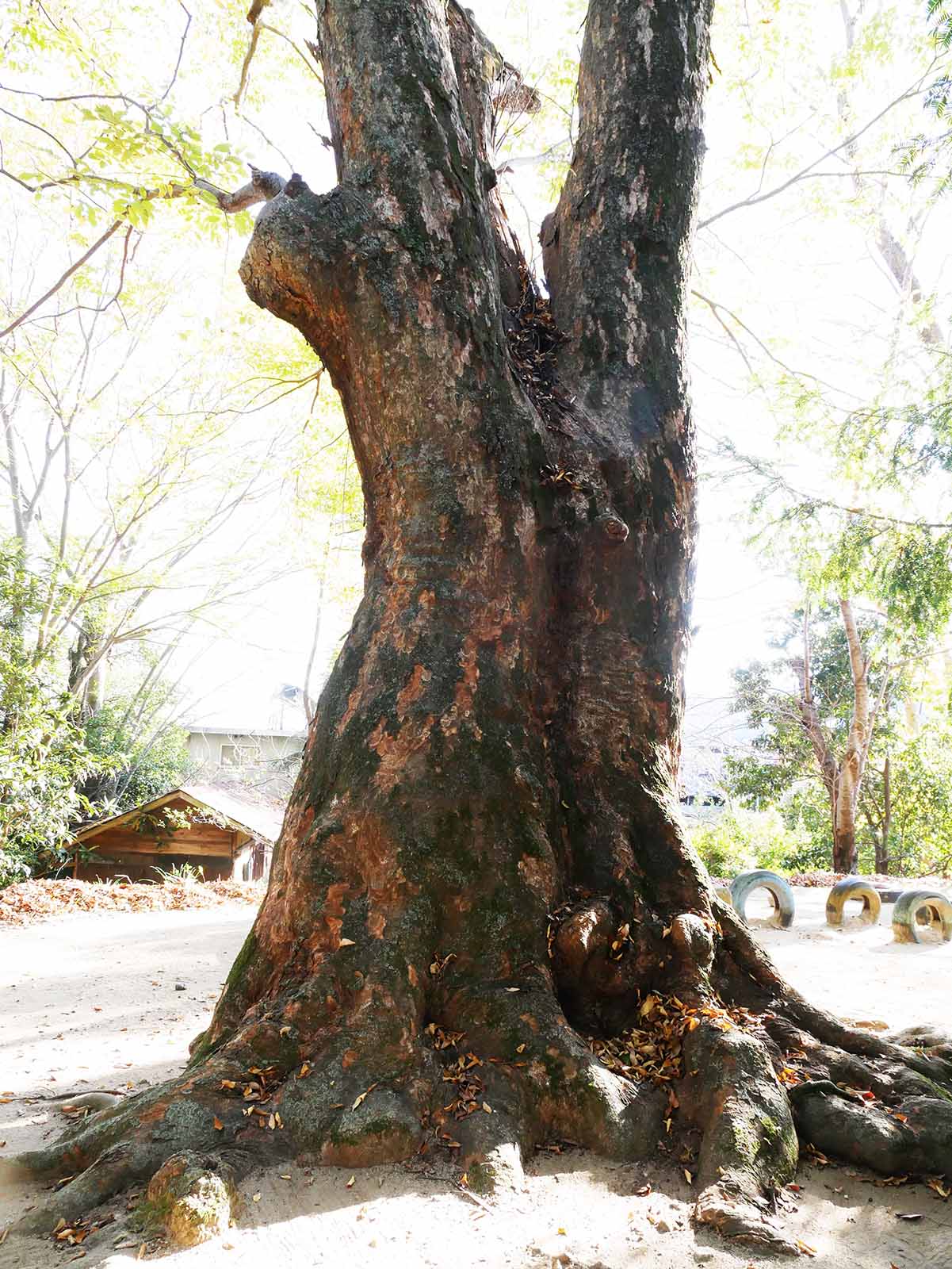 長柄神社のケヤキ