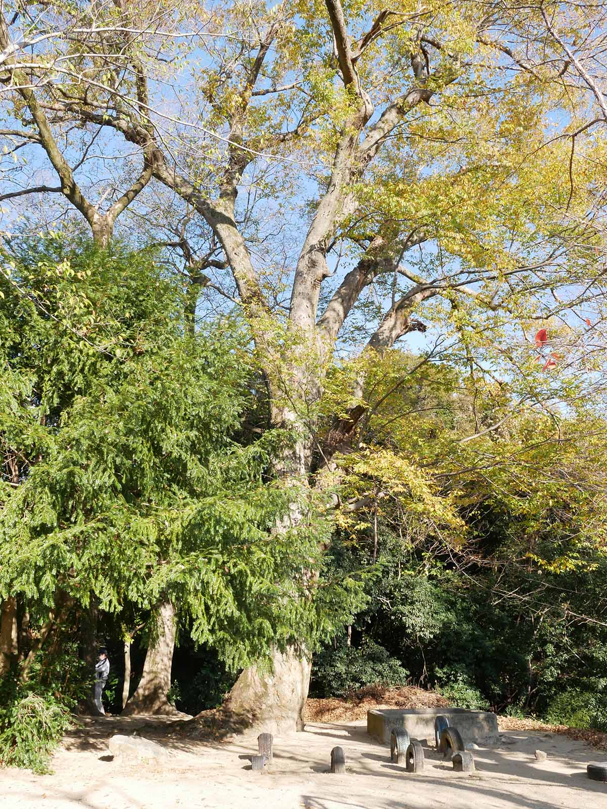 長柄神社のケヤキ