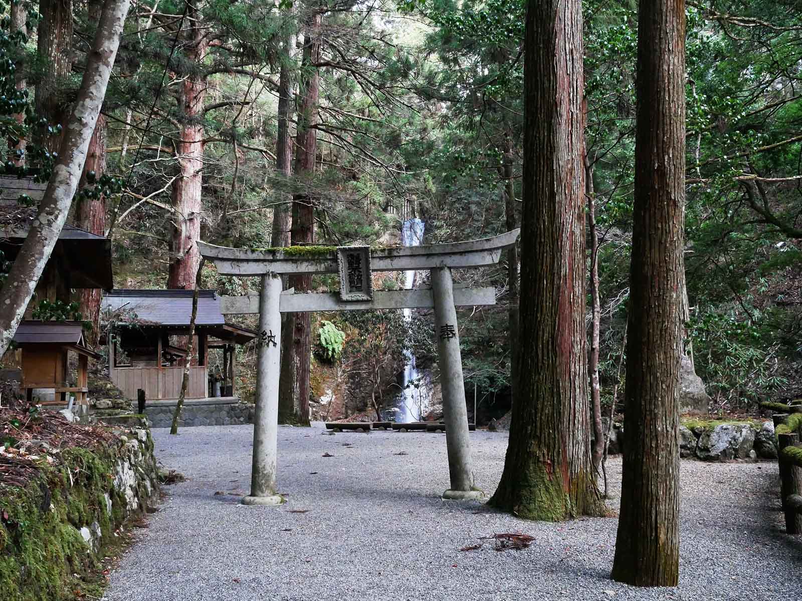 白馬寺の衣掛けの杉