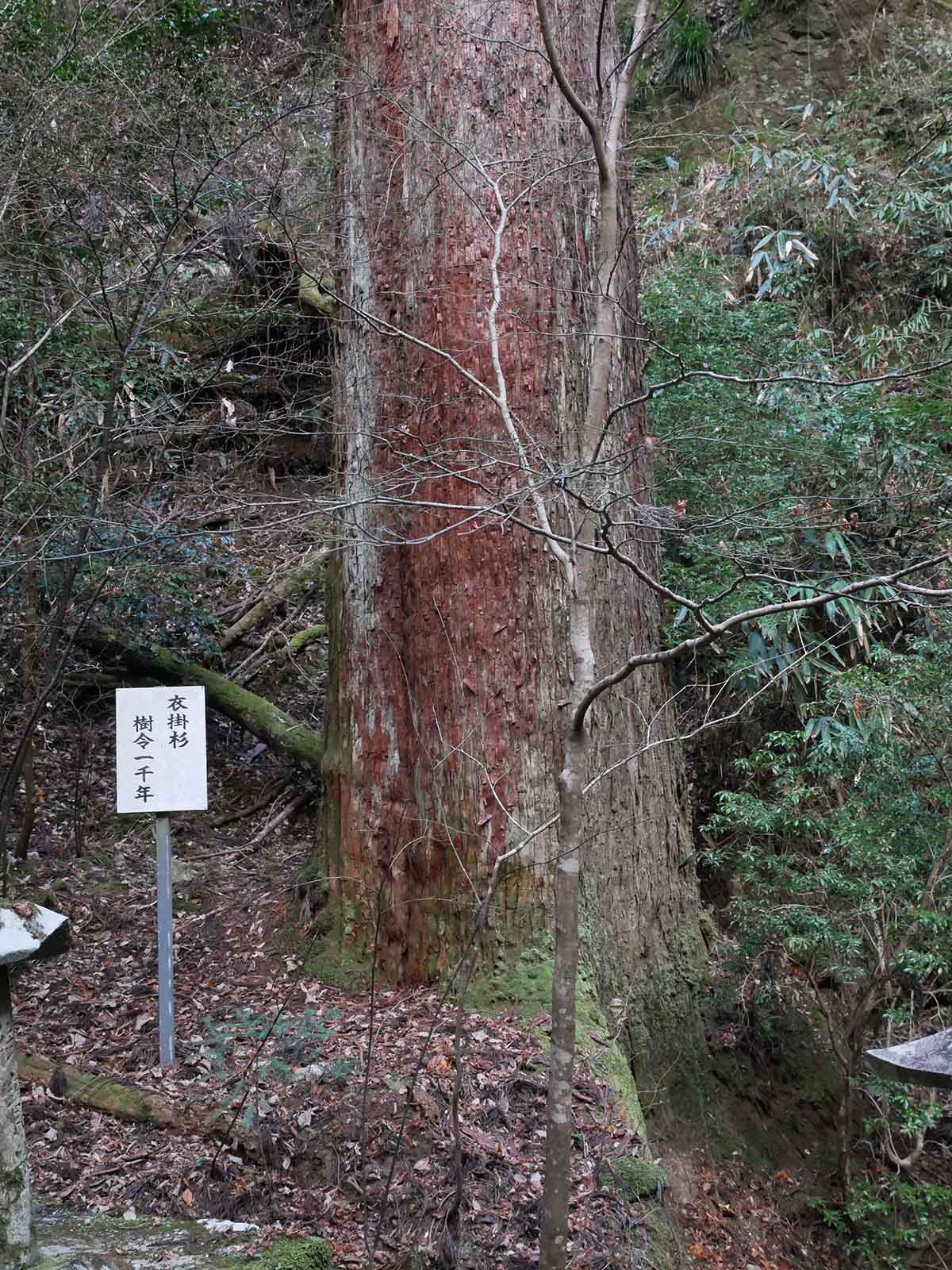 白馬寺の衣掛けの杉