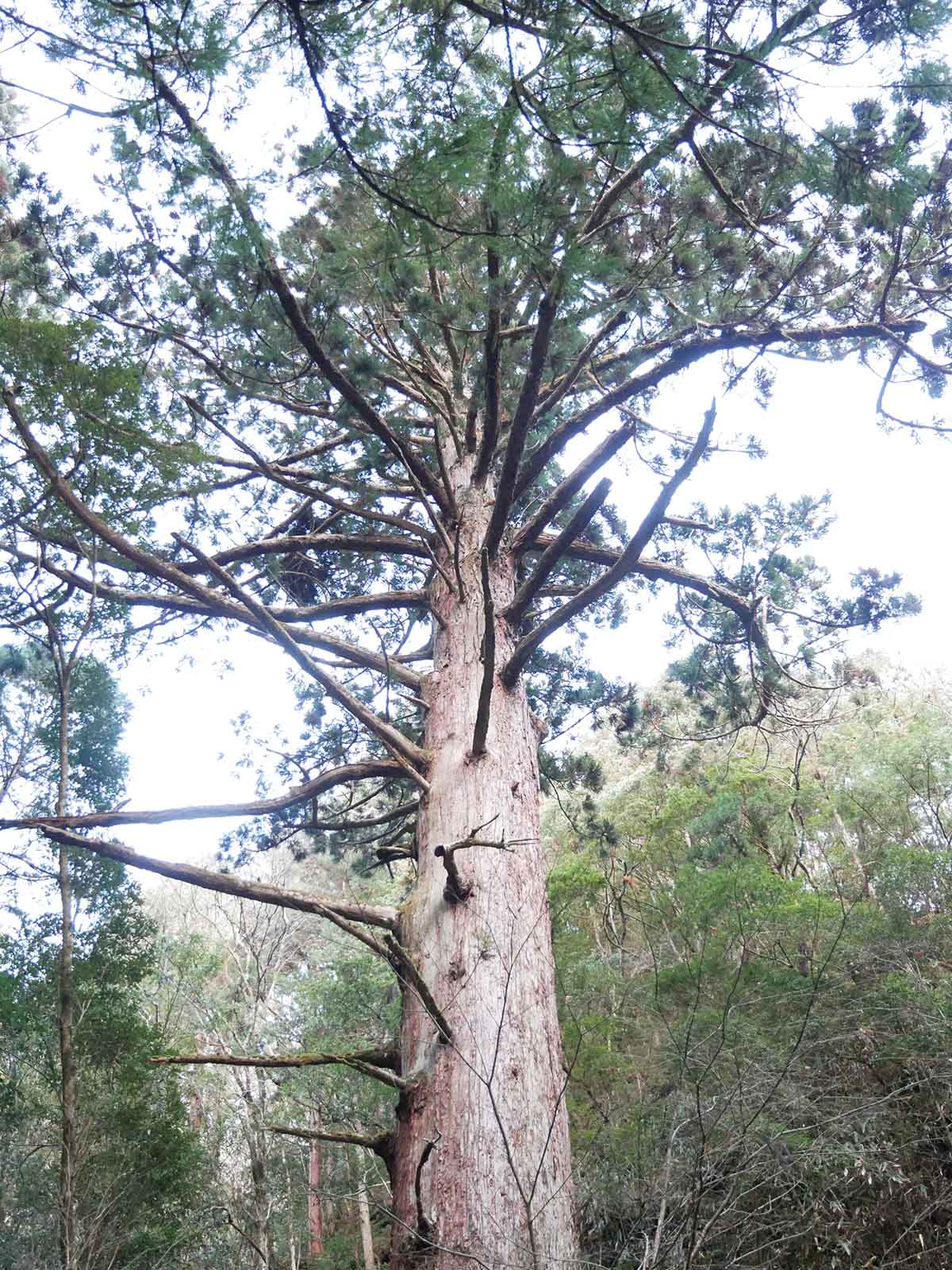 馬寺の衣掛けの杉