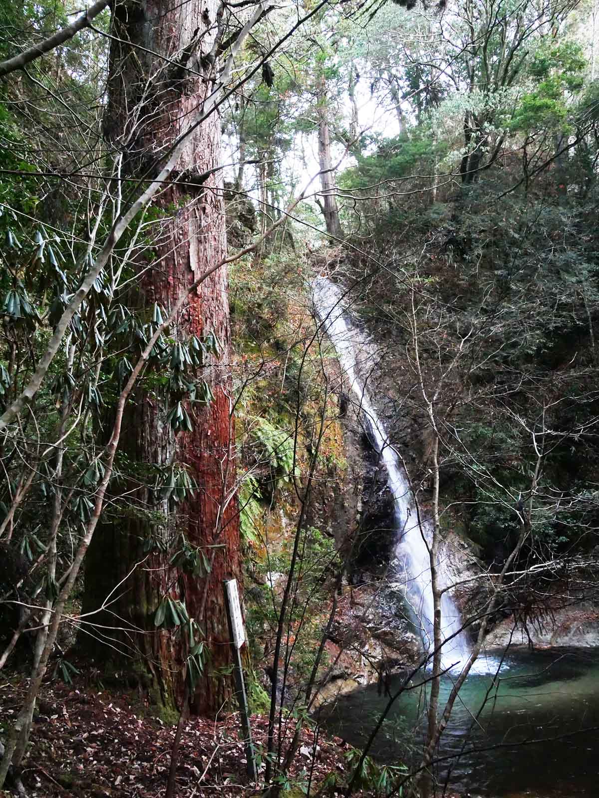 馬寺の衣掛けの杉