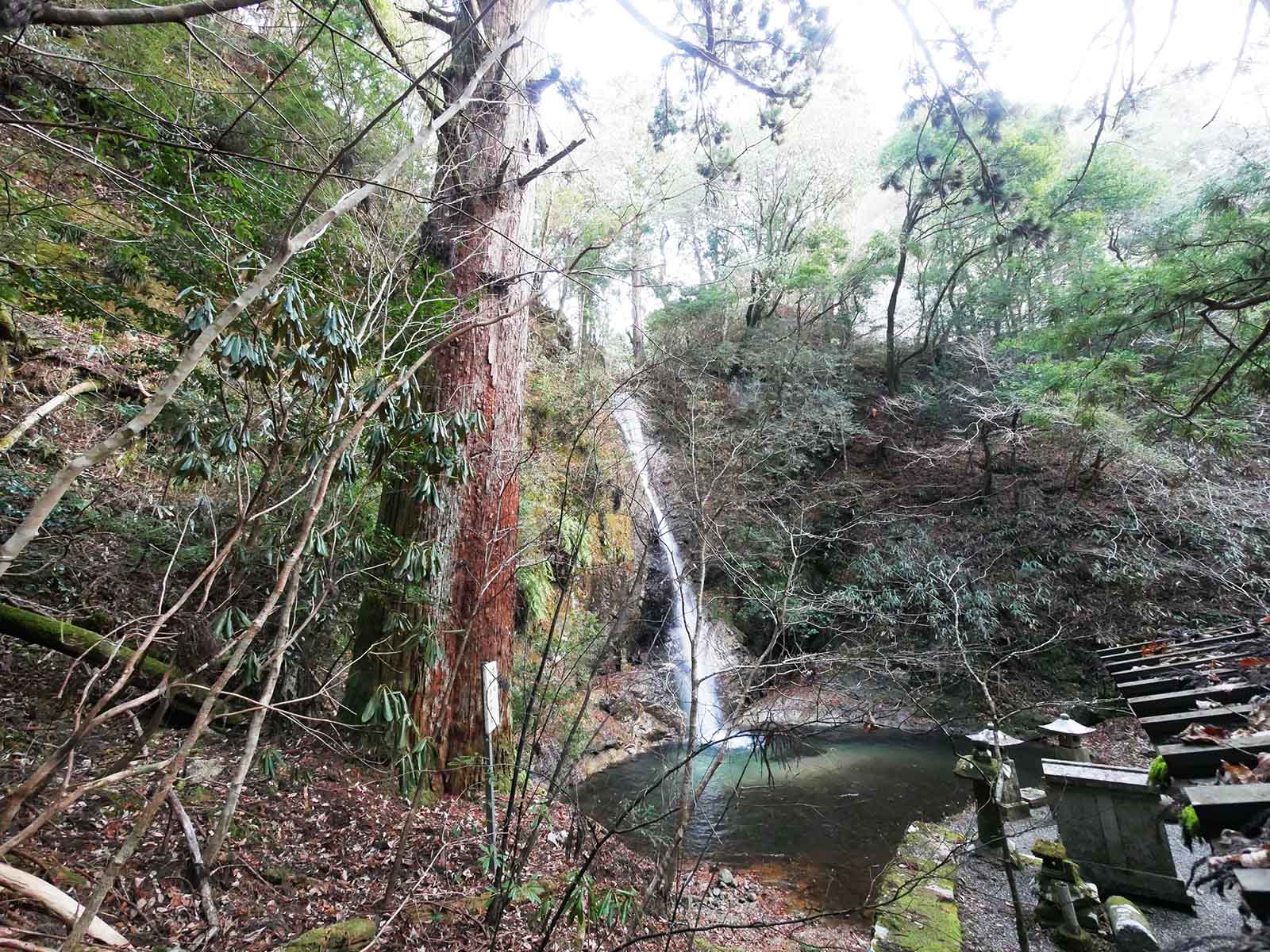 馬寺の衣掛けの杉