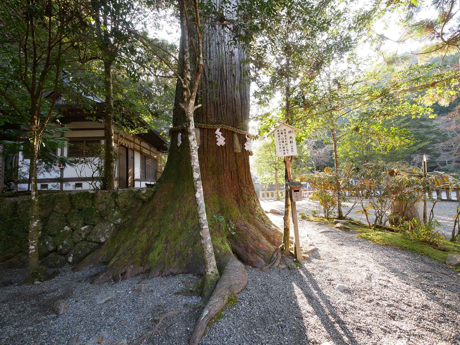 叶の大杉