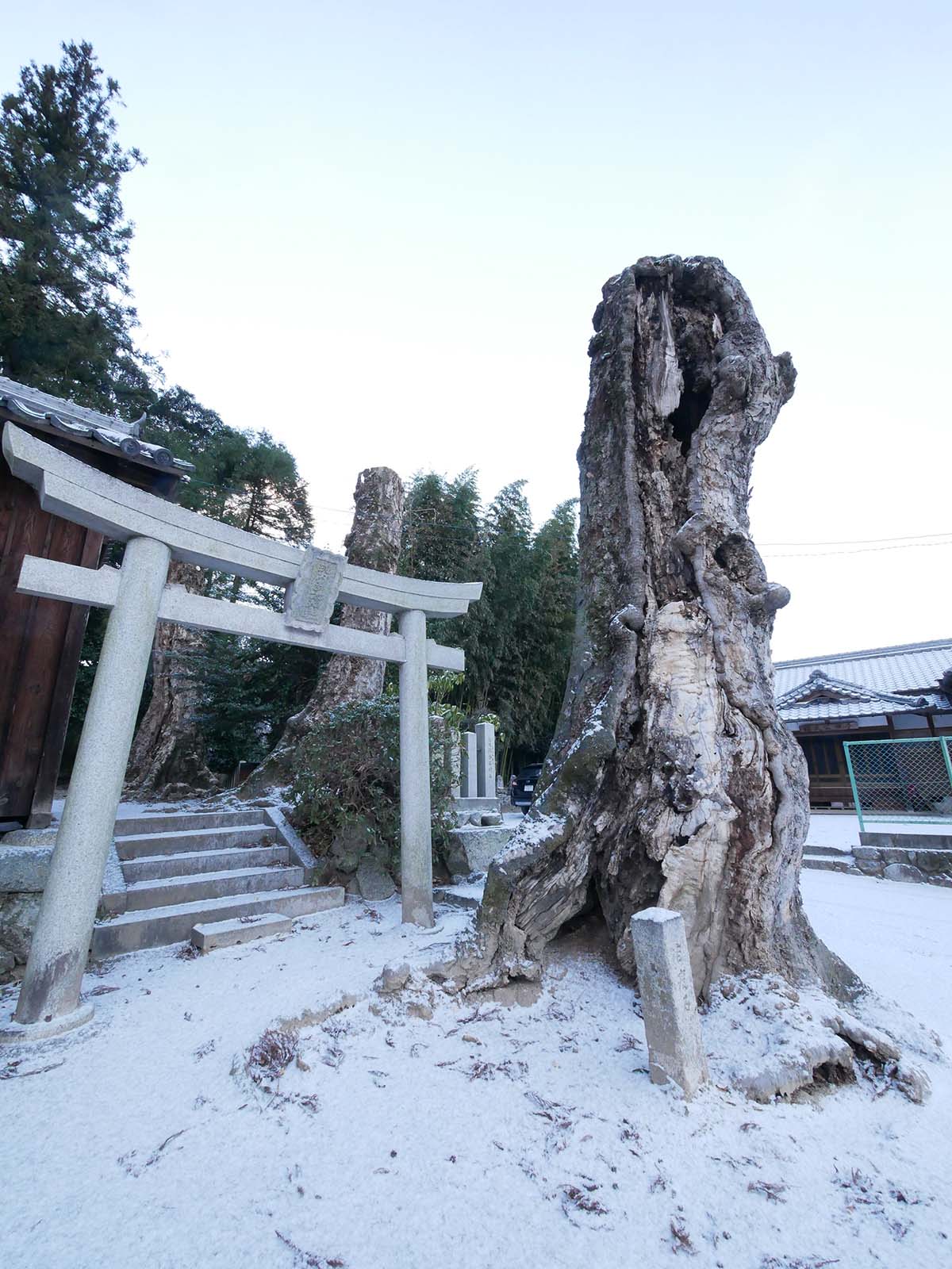 多太神社のムクロジ