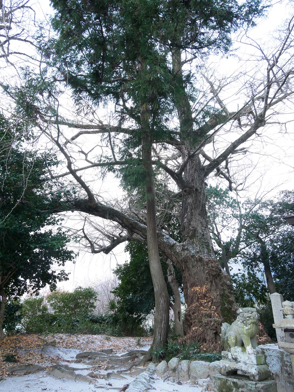 多太神社のイチョウ