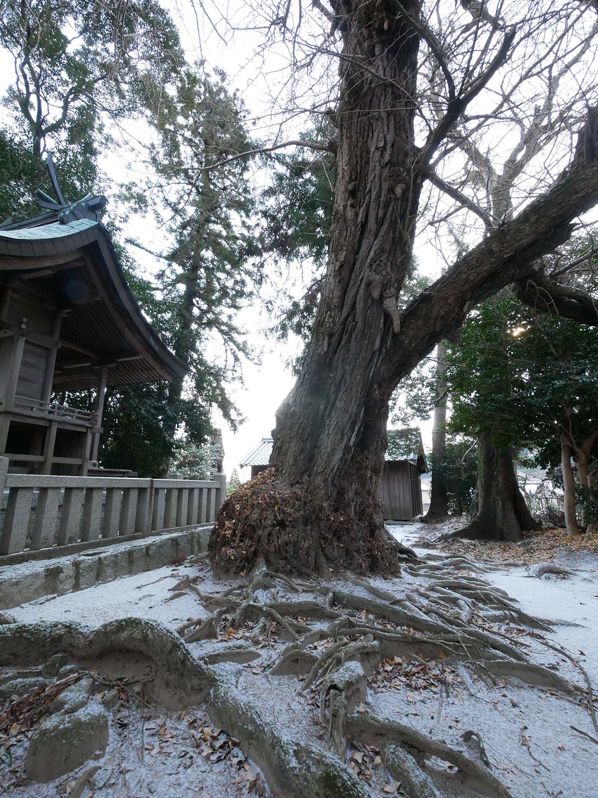 多太神社のイチョウ