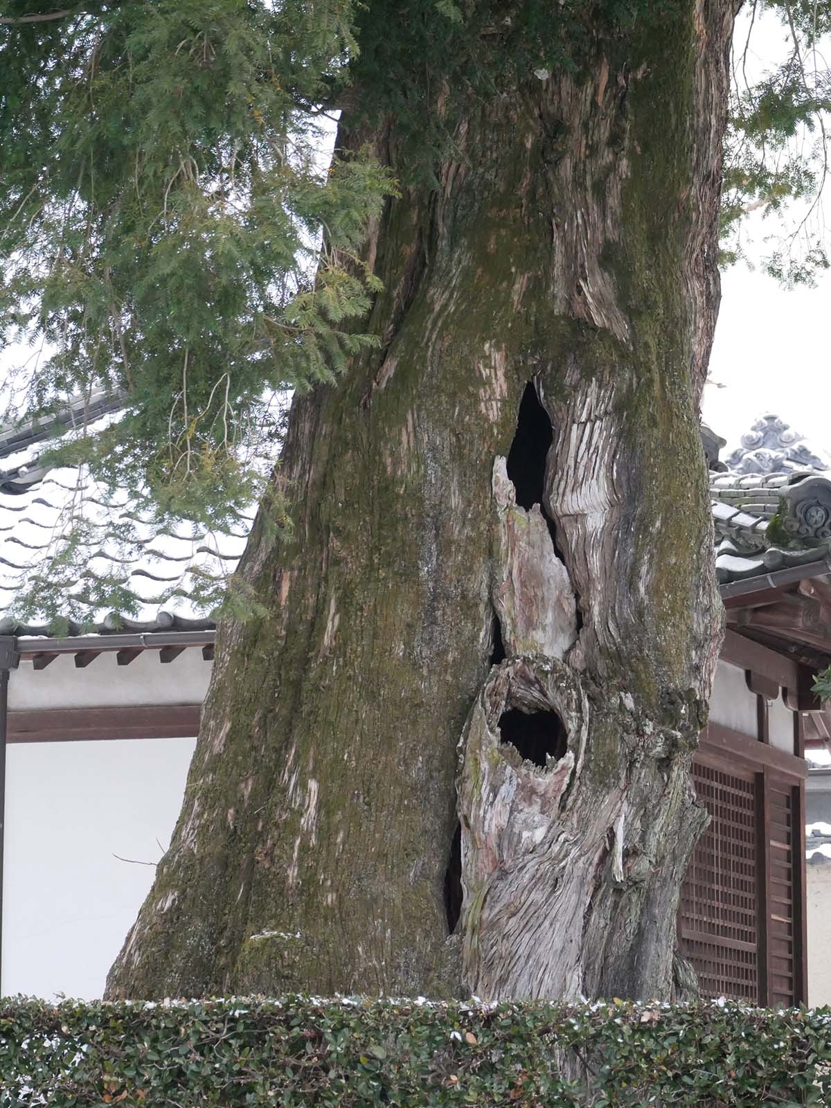 浄土寺のカヤ