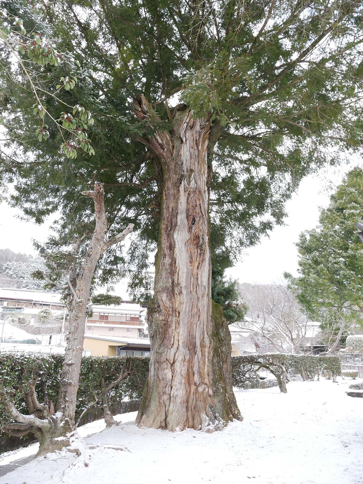 浄土寺のカヤ