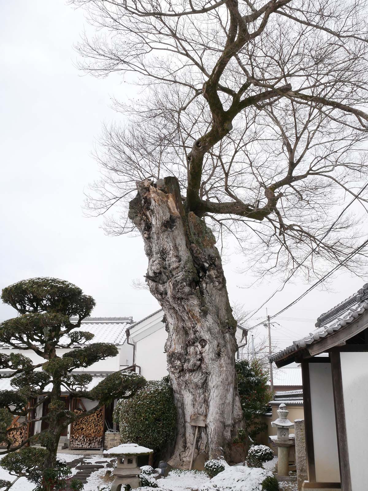 二見の大ムク