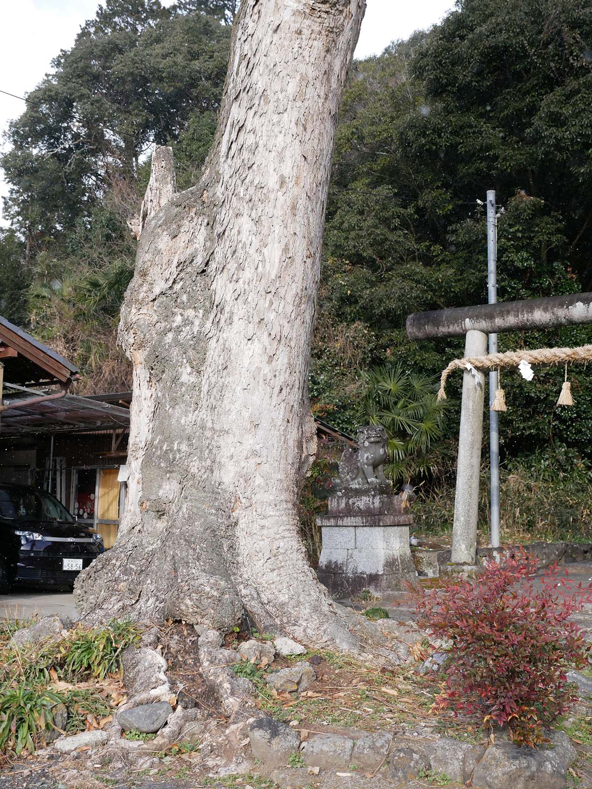 東阿田八幡神社のムクロジ