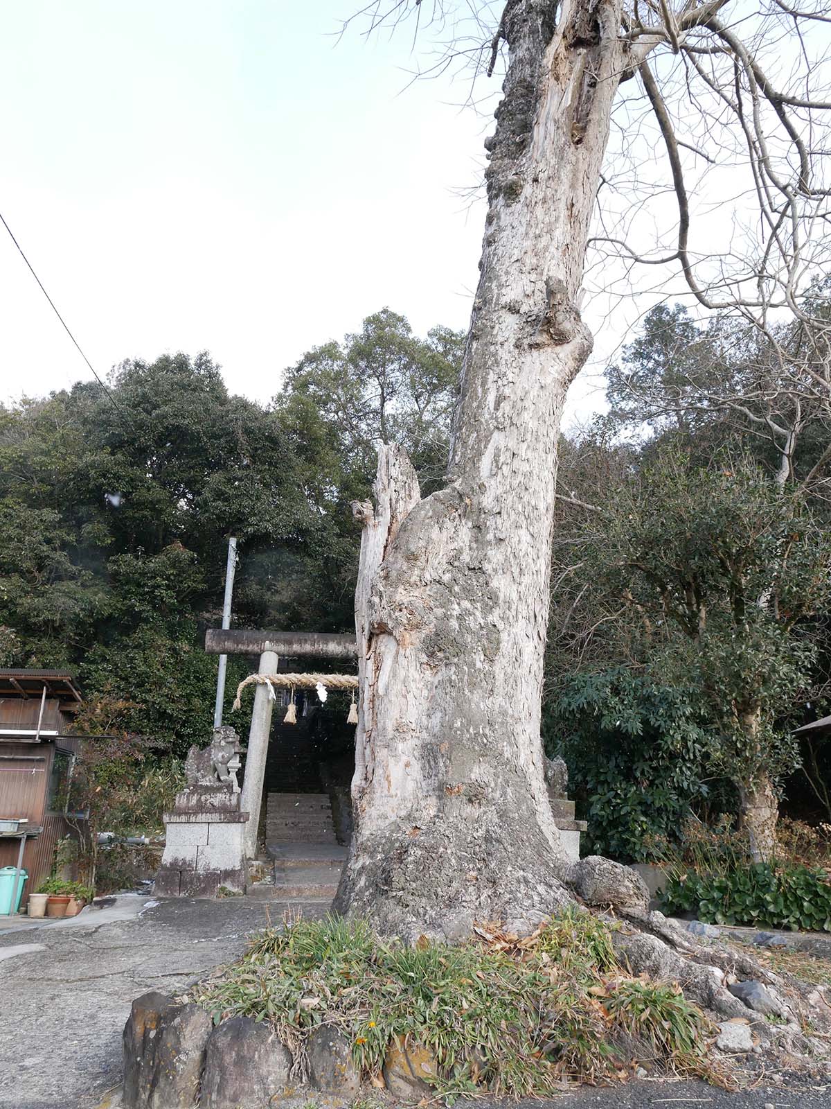 東阿田八幡神社のムクロジ