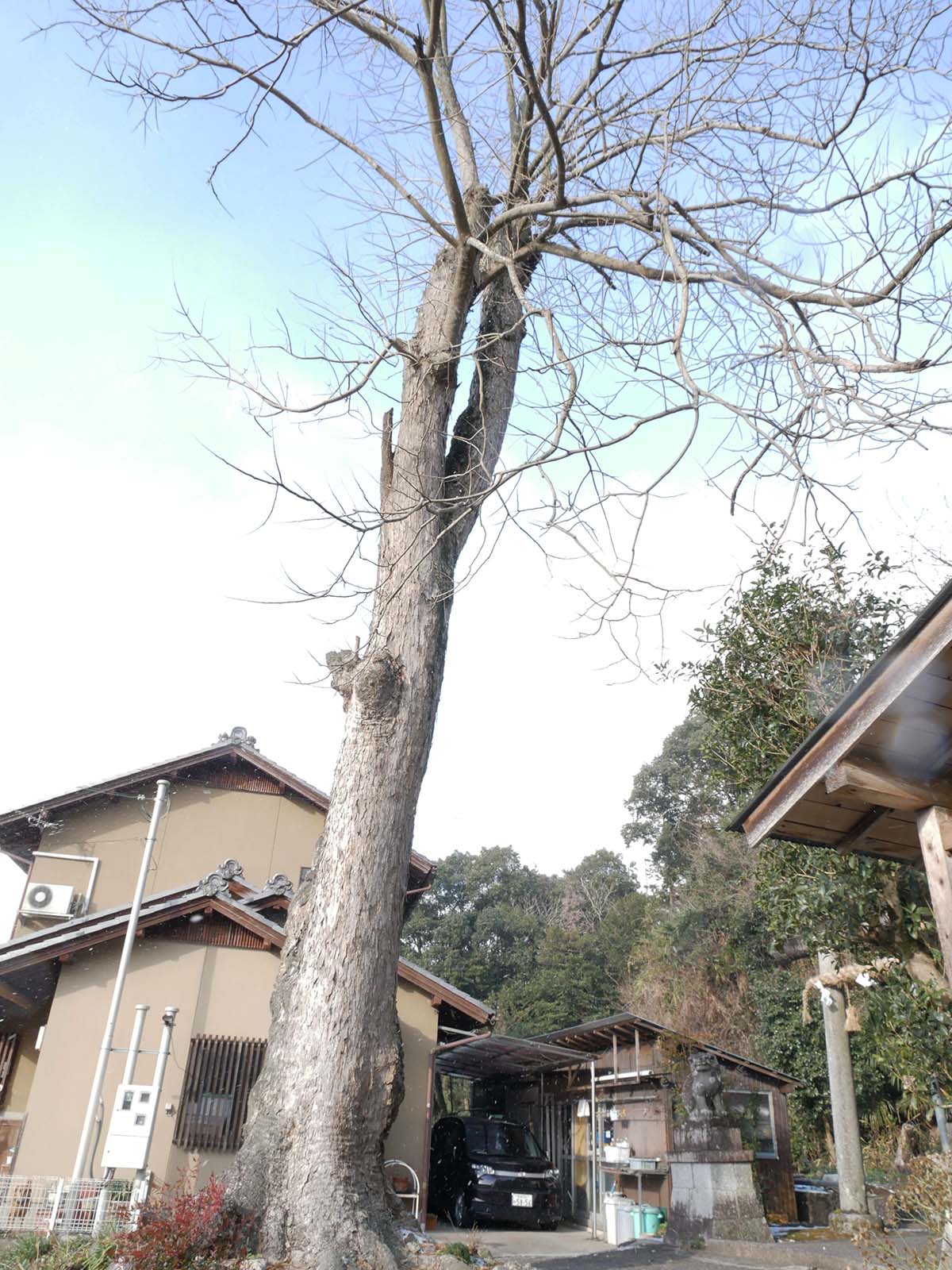 東阿田八幡神社のムクロジ