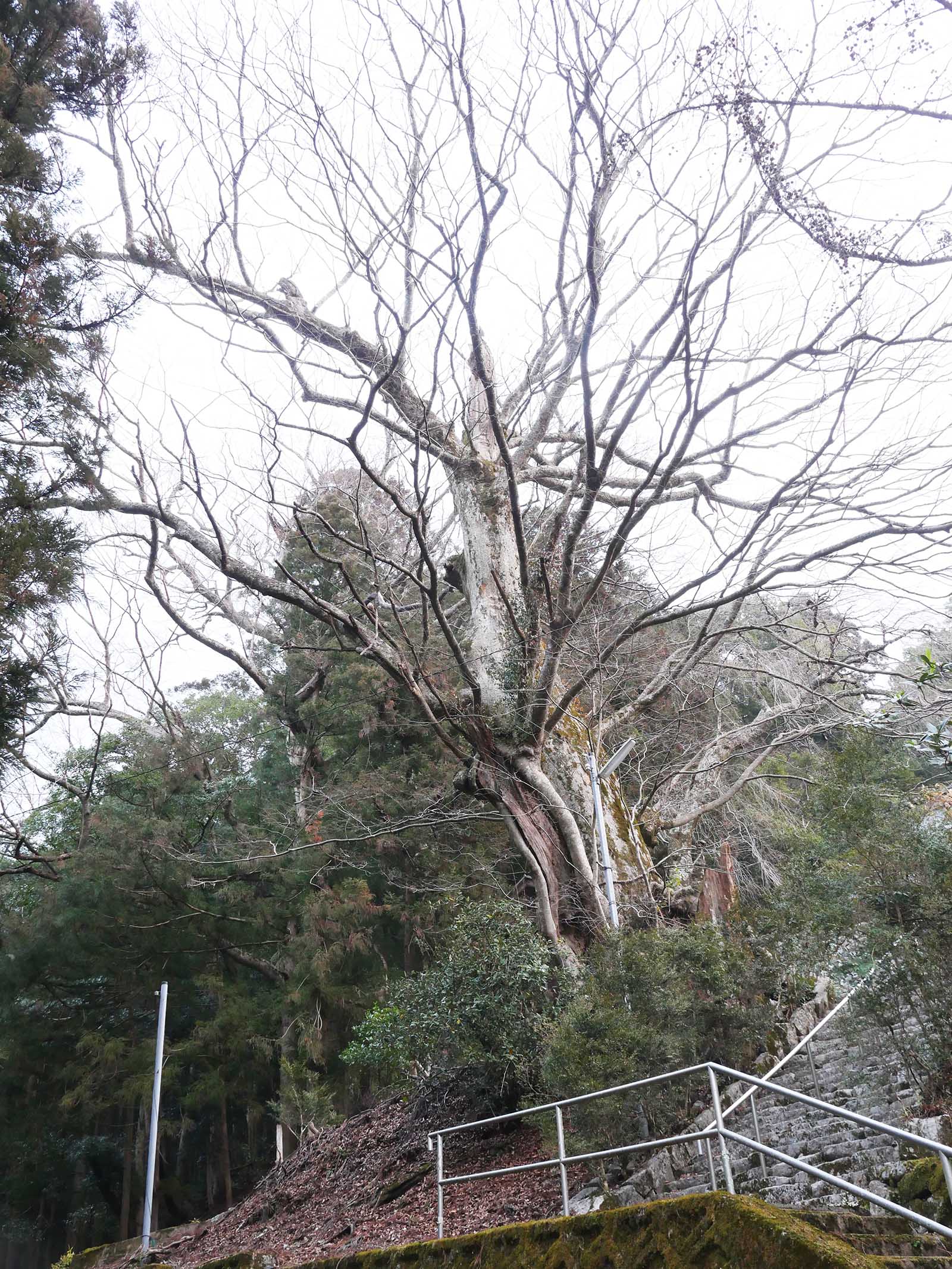 川上村金剛寺のケヤキ