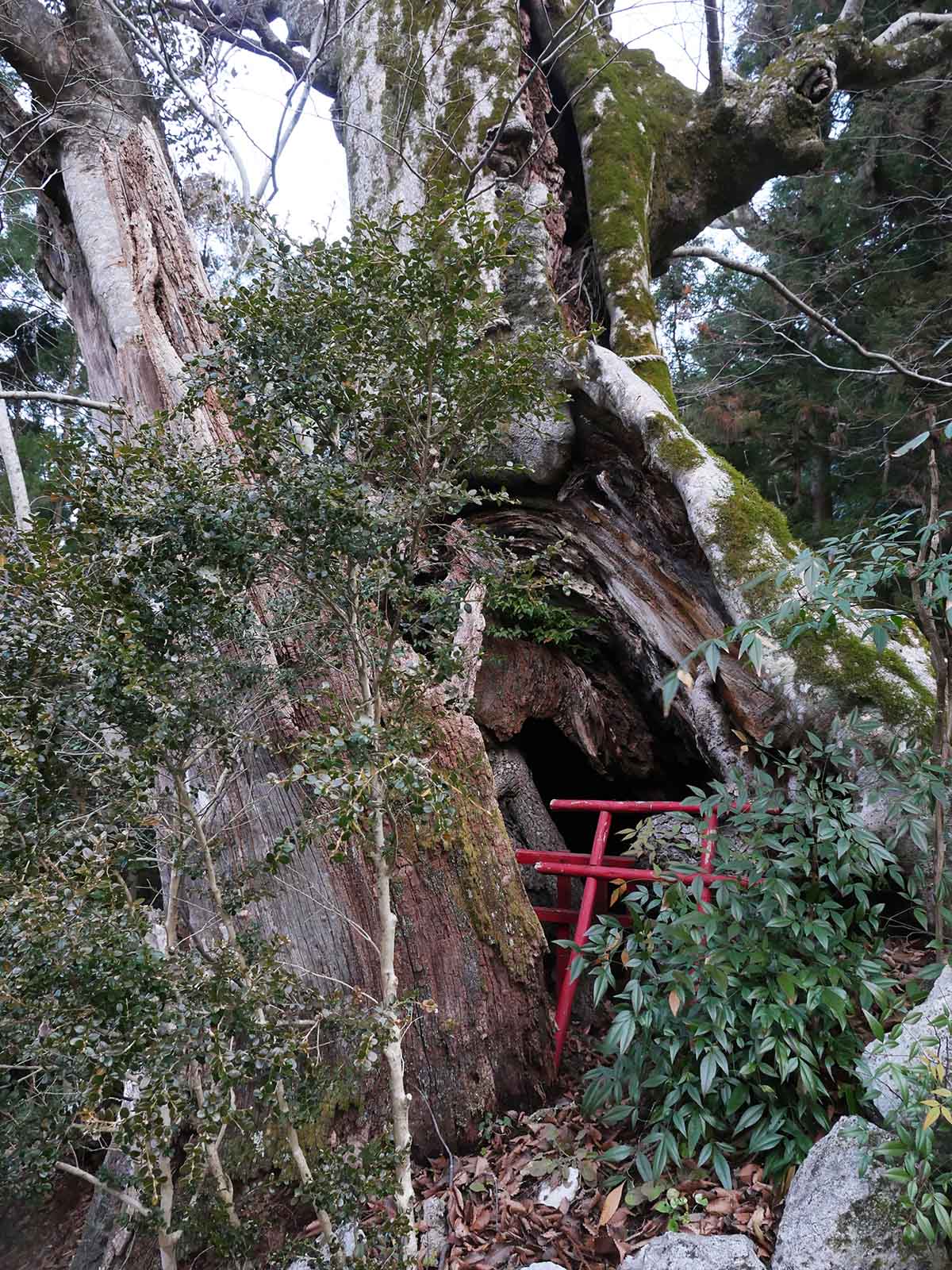 金剛寺のケヤキ