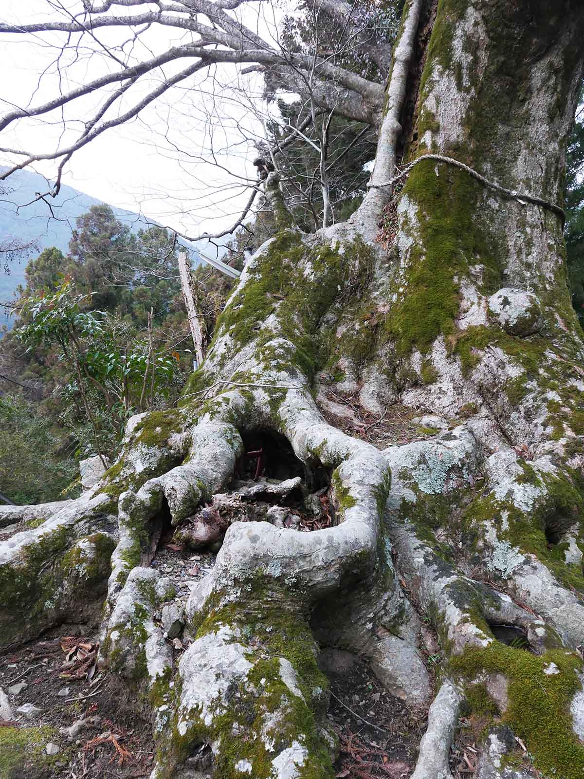 川上村金剛寺の大ケヤキ