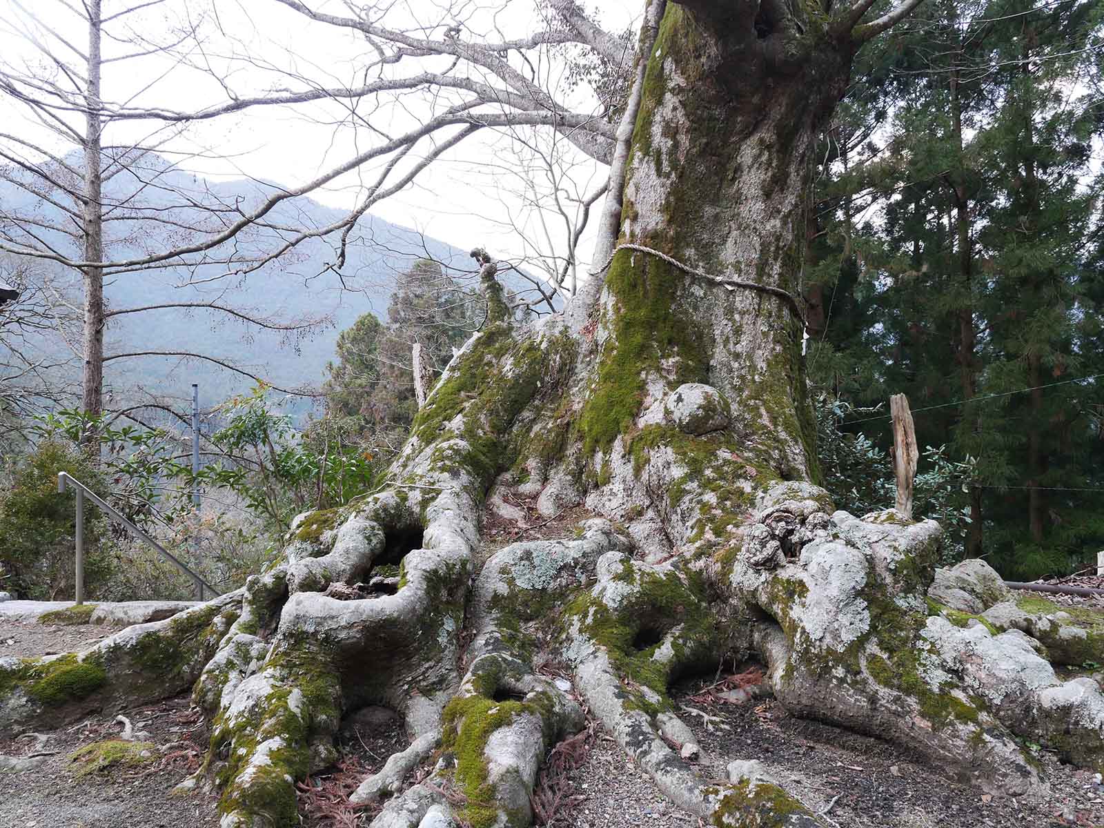 川上村金剛寺の欅