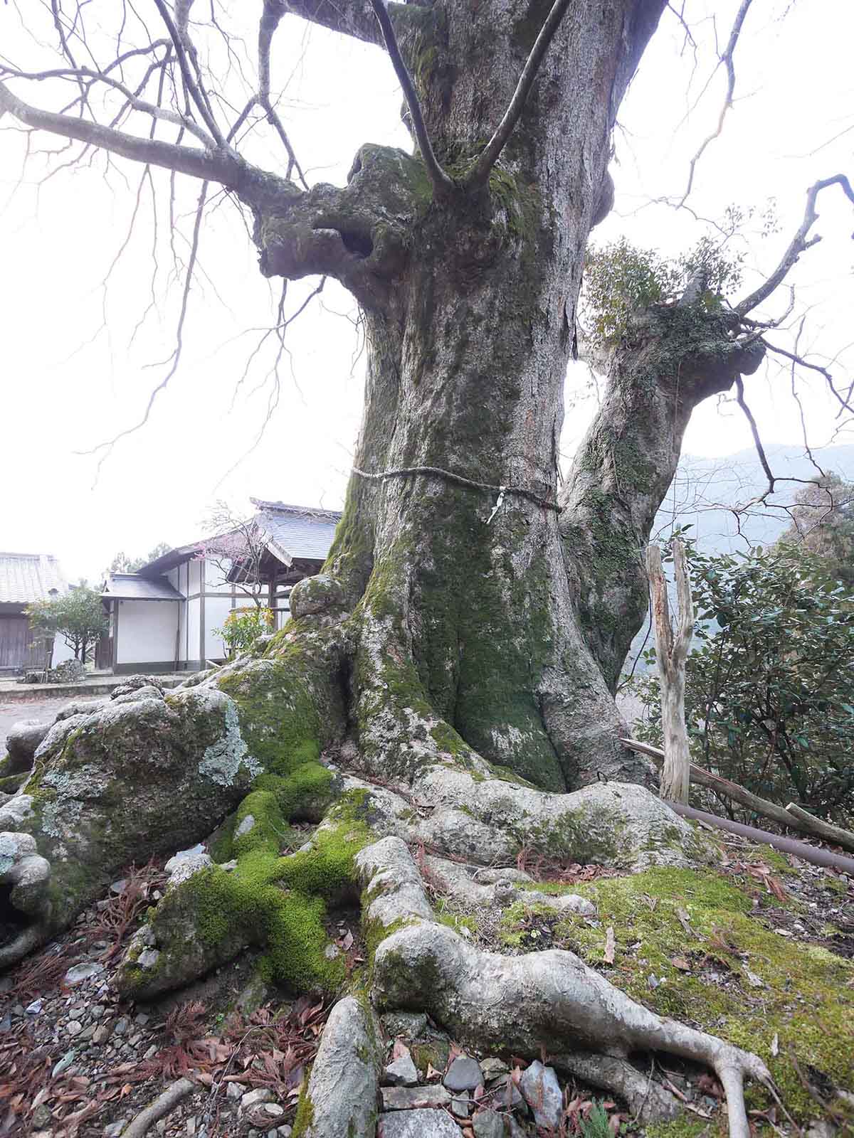 川上村金剛寺のケヤキ