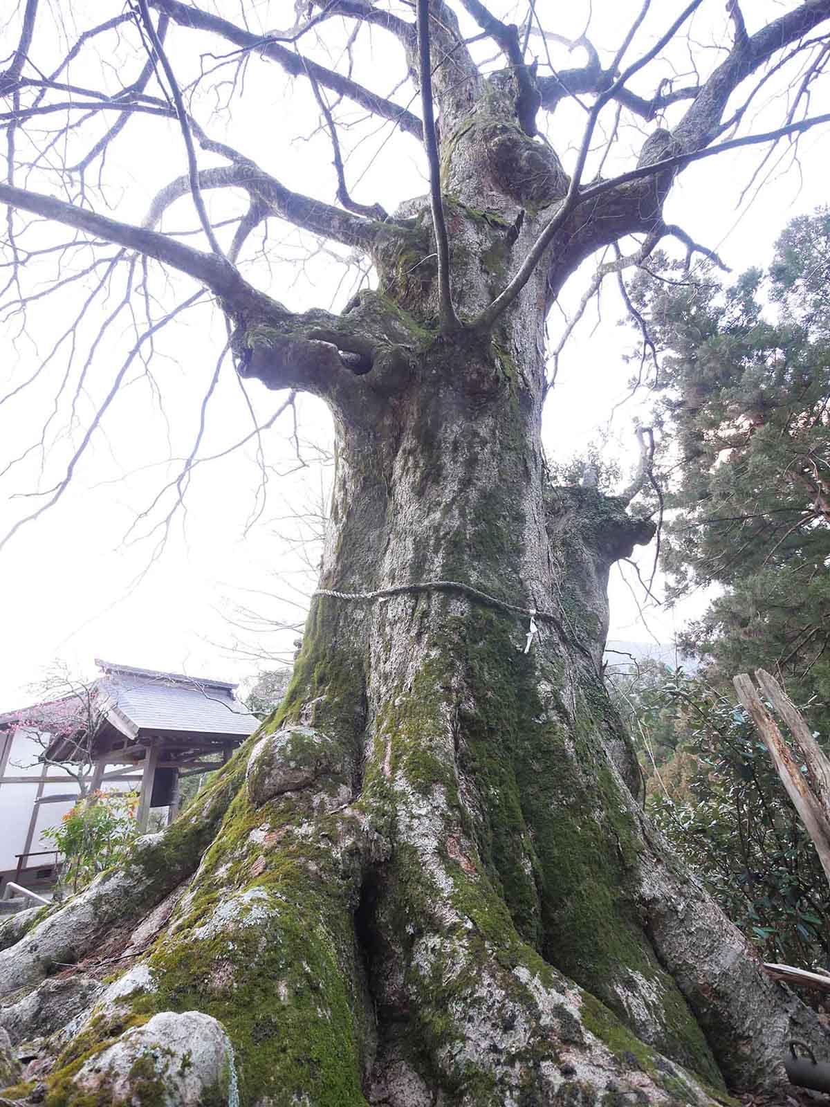 吉剛寺のケヤキ