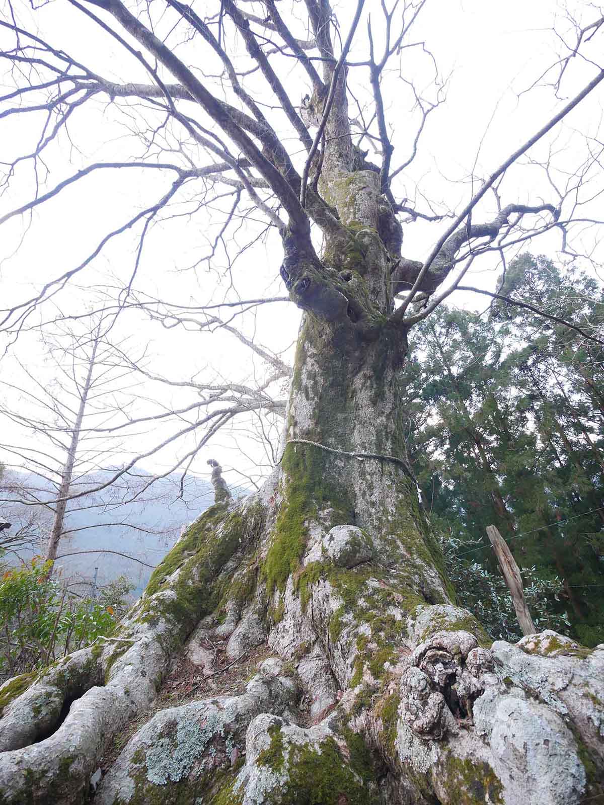 金剛寺のケヤキ