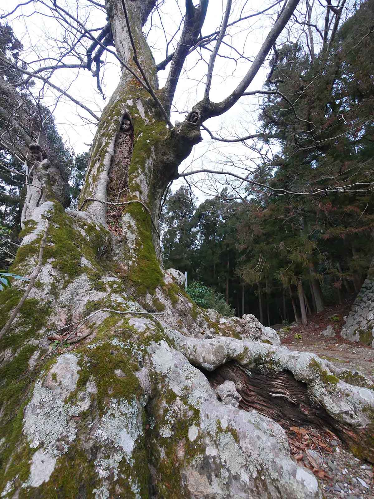 金剛寺の大欅