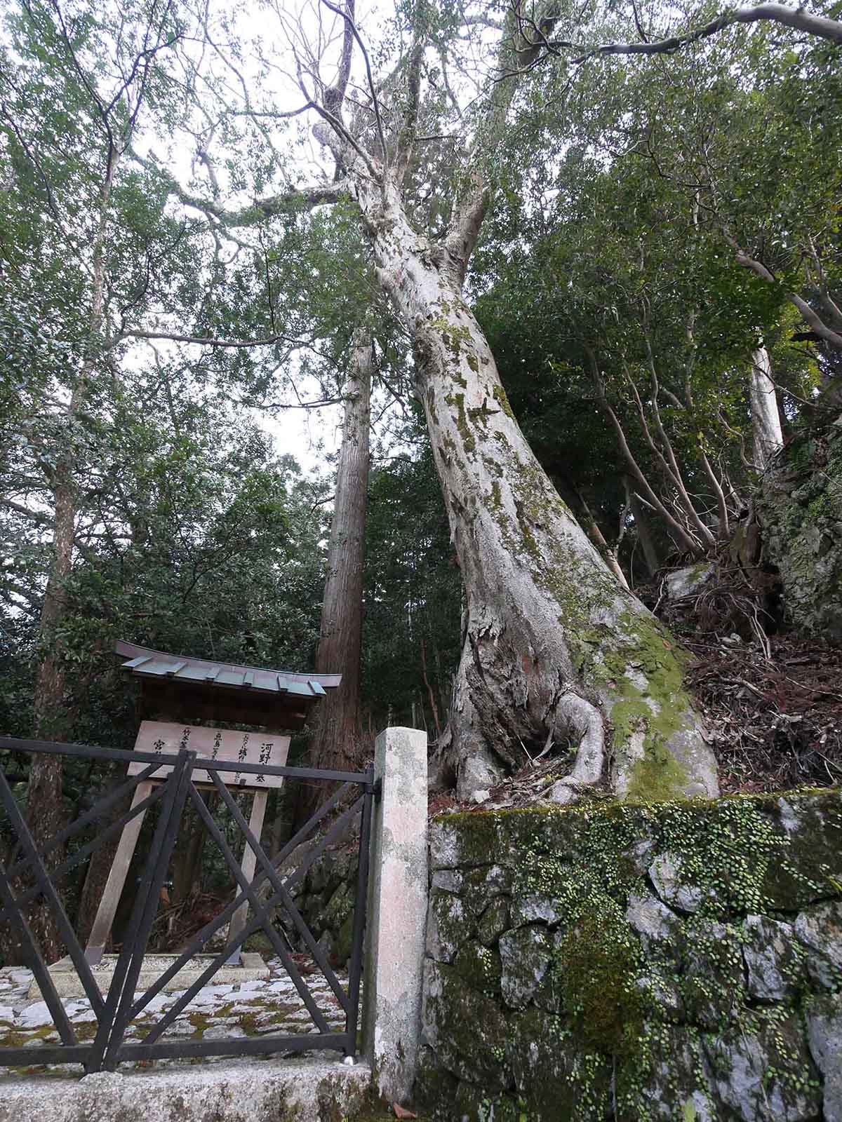 金剛寺のケヤキ