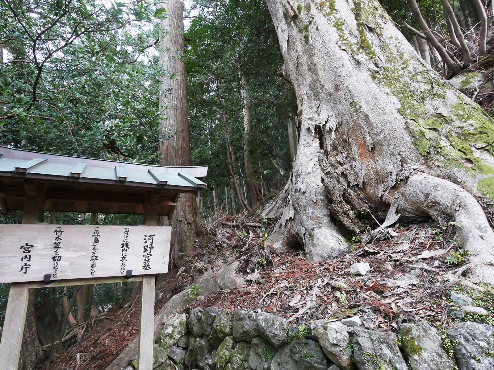 金剛寺の欅