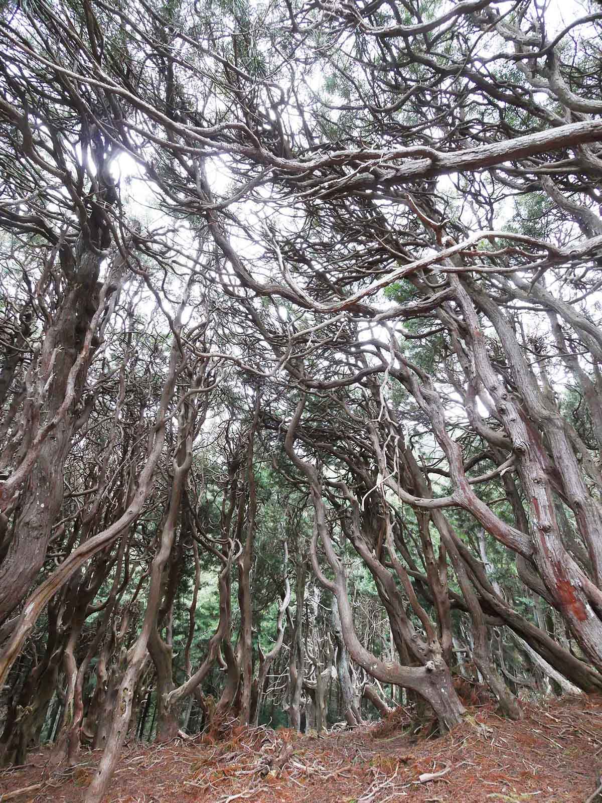 吉野山のコウヤマキ群落