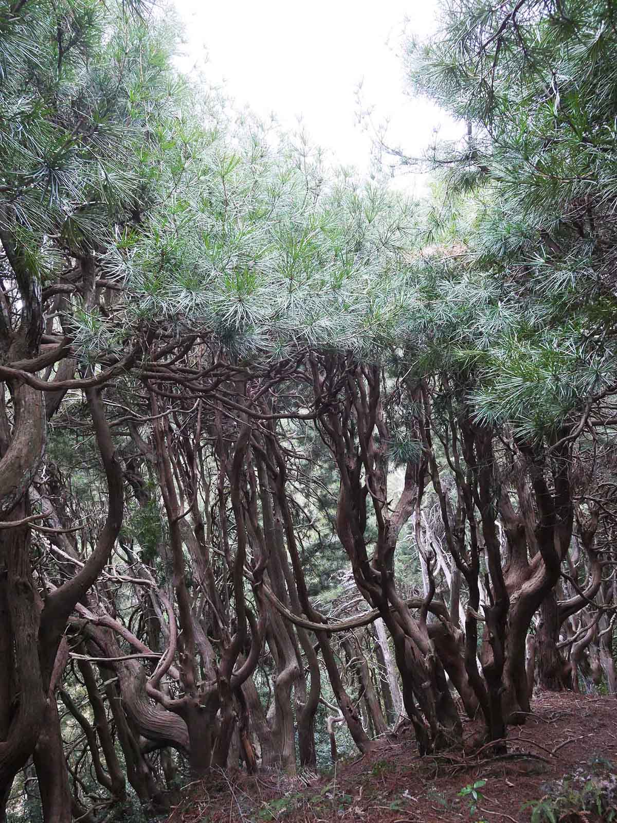 吉野山コウヤマキ群落