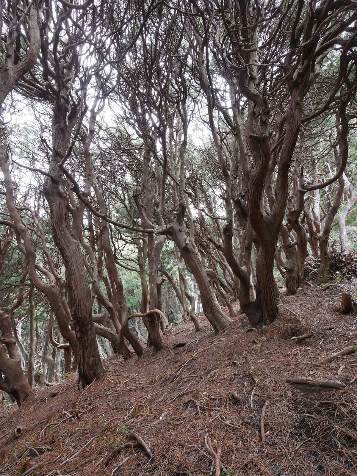 吉野山コウヤマキ群落