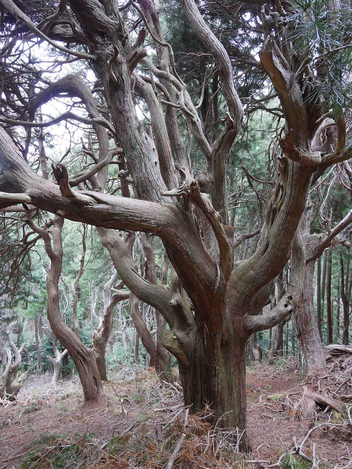 吉野山コウヤマキ群落