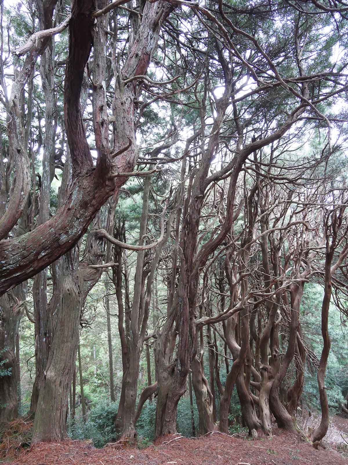 吉野山コウヤマキ群落