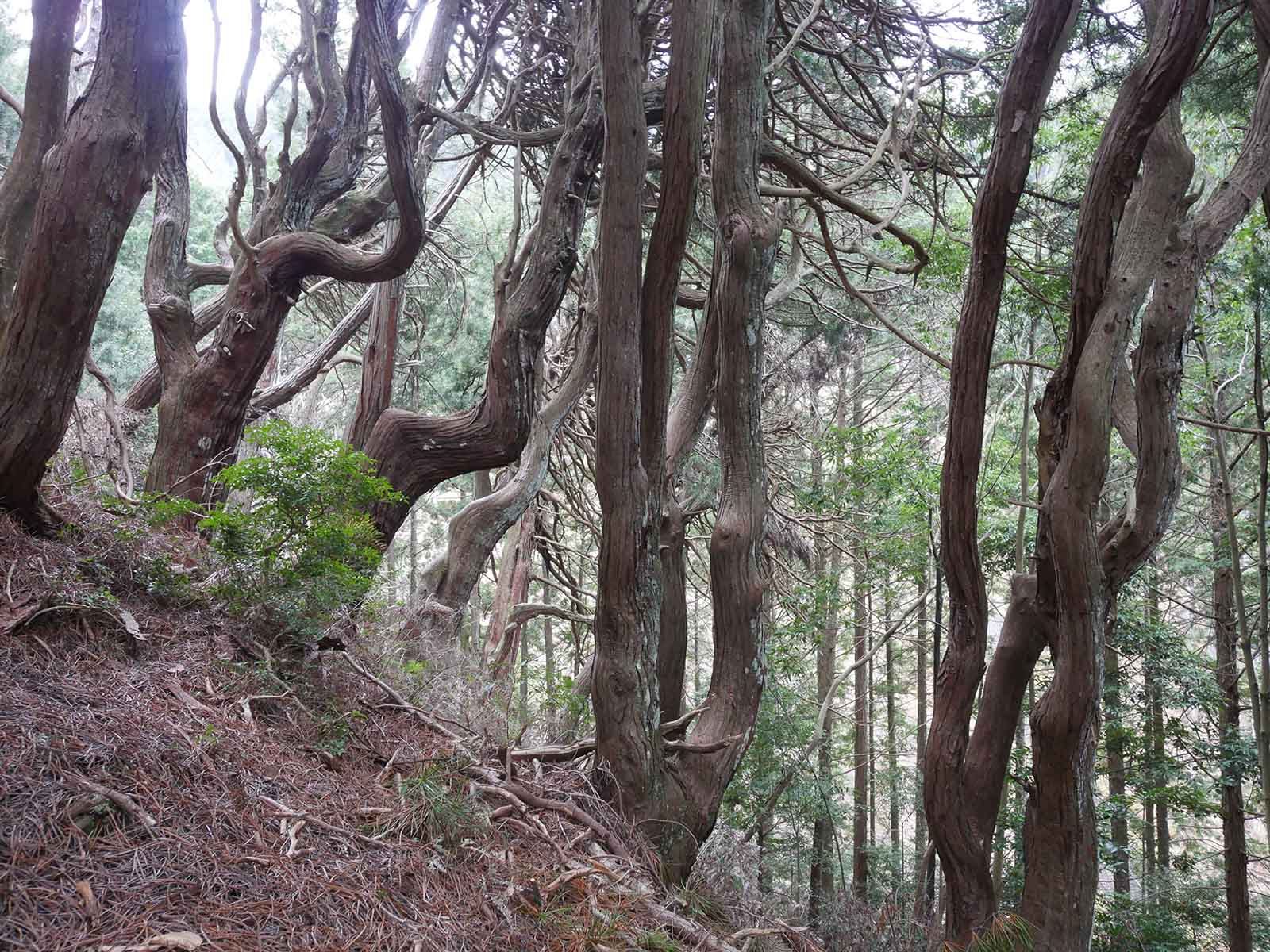 吉野山の高野槙群落