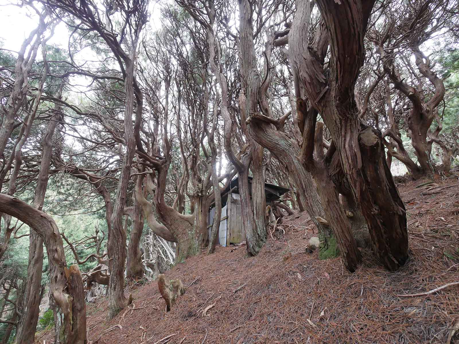 吉野山コウヤマキ群落