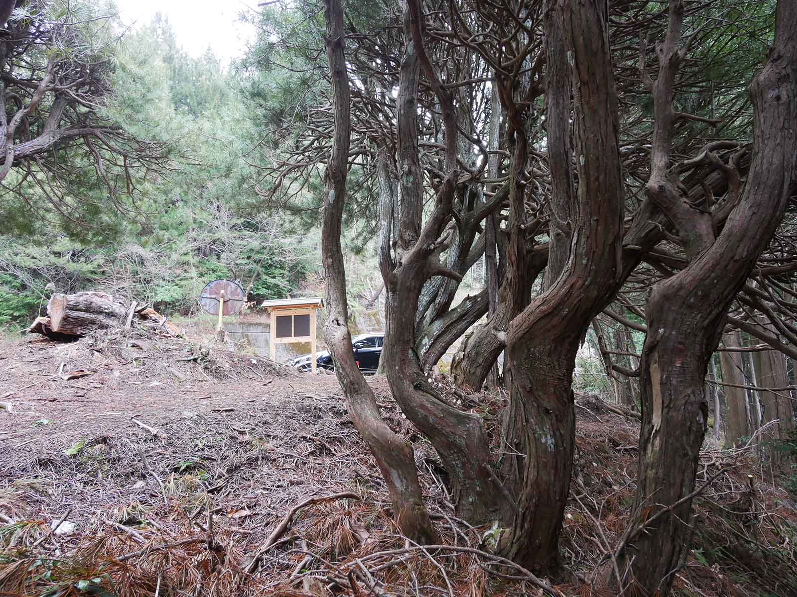 吉野山コウヤマキ群落