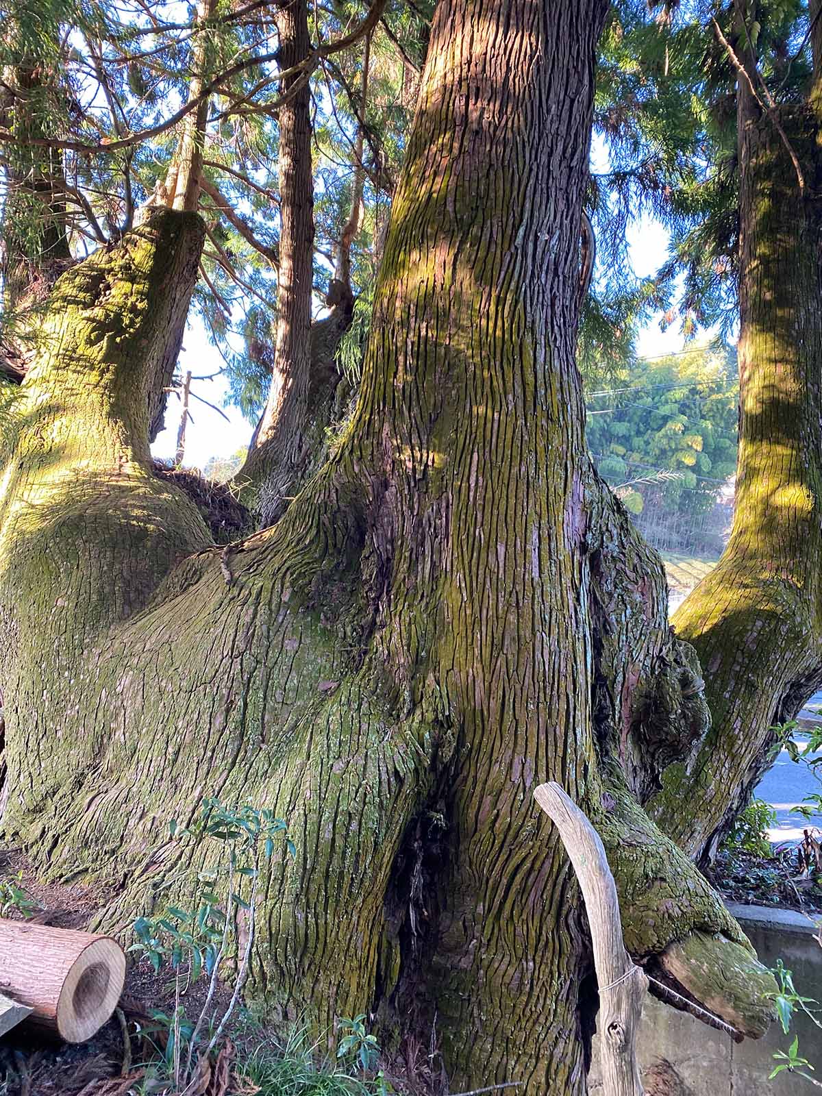 大井戸の杉