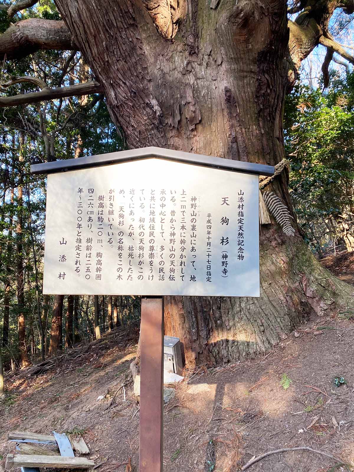 神野寺の天狗杉