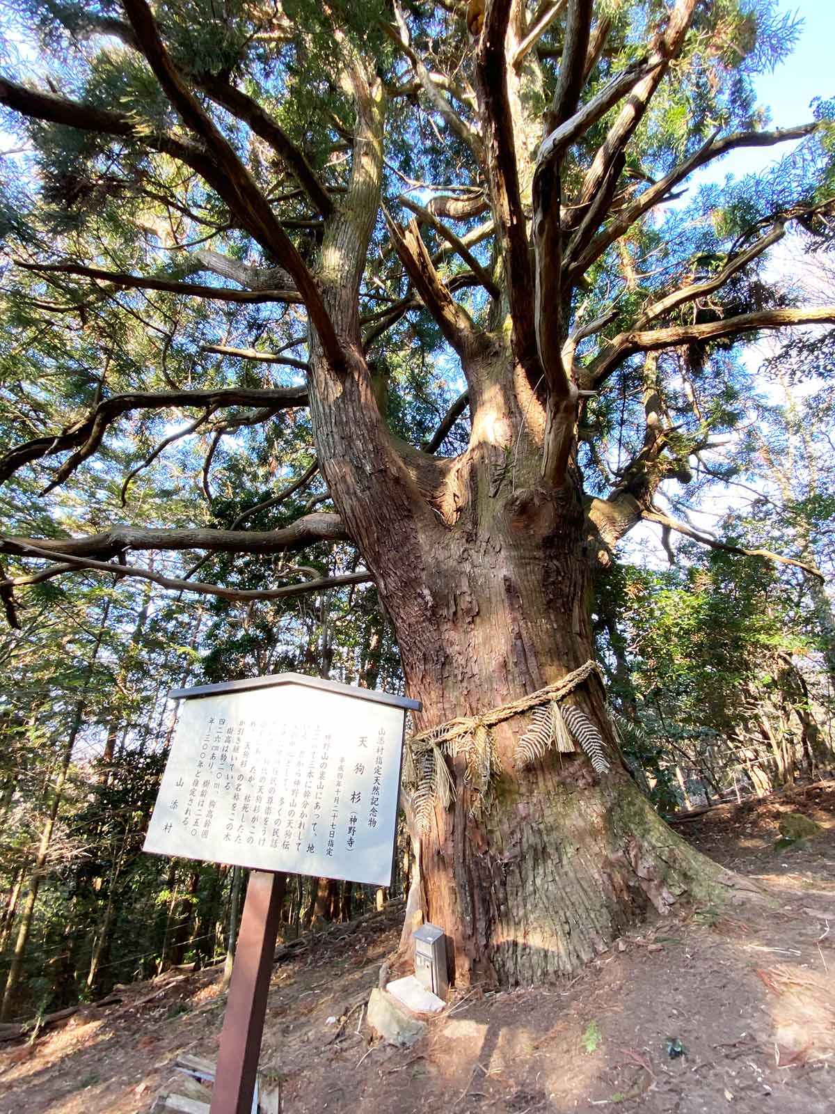 神野寺の天狗杉